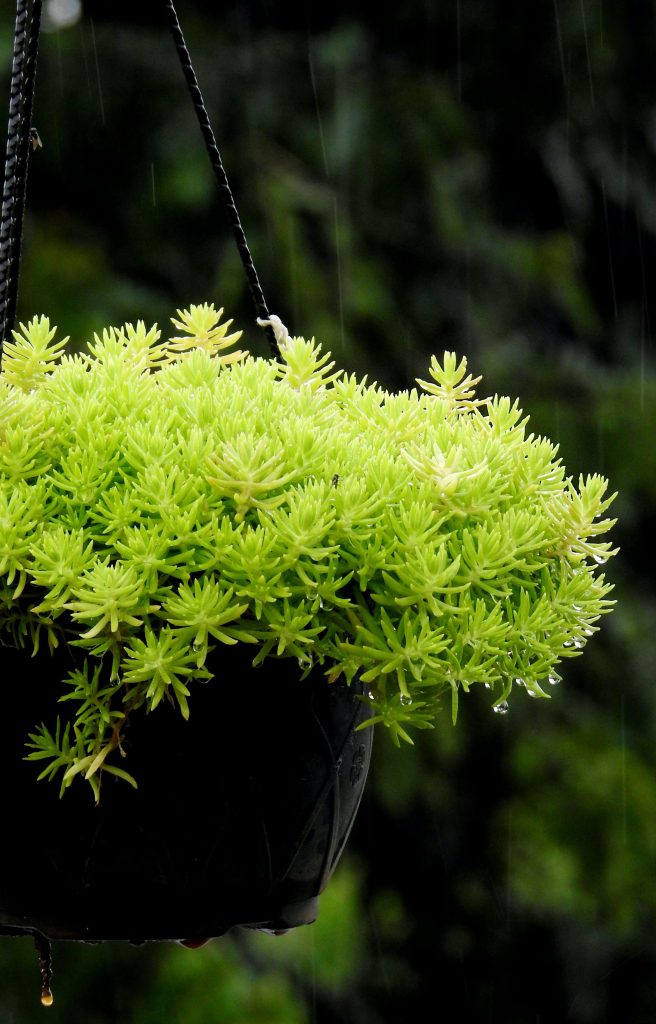 Groene planten in een modern interieur die de natuur naar binnen halen en een rustgevende sfeer creëren