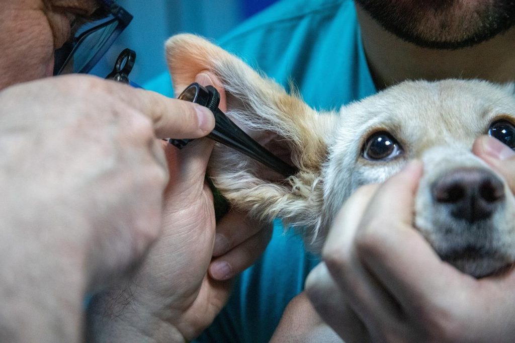 Dierenarts in Ridderkerk helpt met professionele veterinaire zorg voor gezonde en gelukkige huisdieren