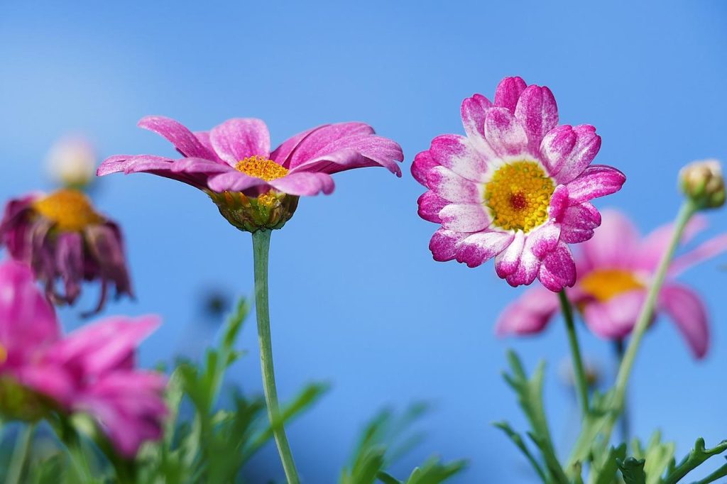 Inspiratie voor het creëren van je ideale tuin met verschillende zones, planten en een kippenhok